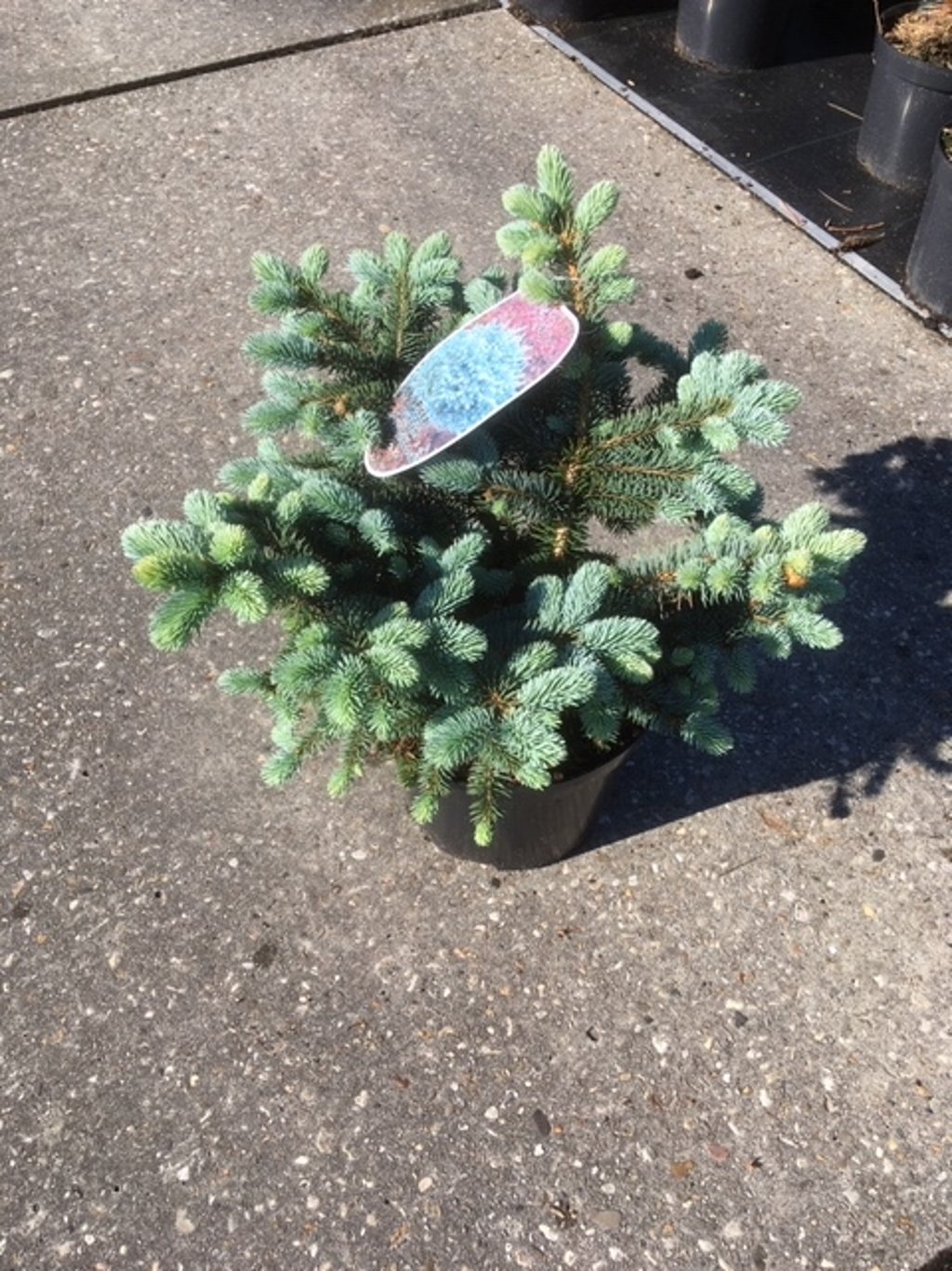 Picea pungens 'Glauca Globosa' - C7.5 40-50 CM